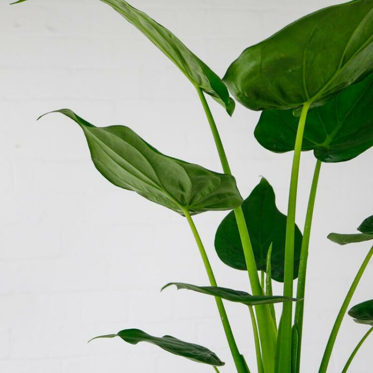 Alocasia Cucullata