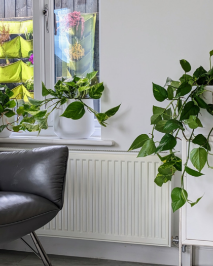 indoor hanging plant