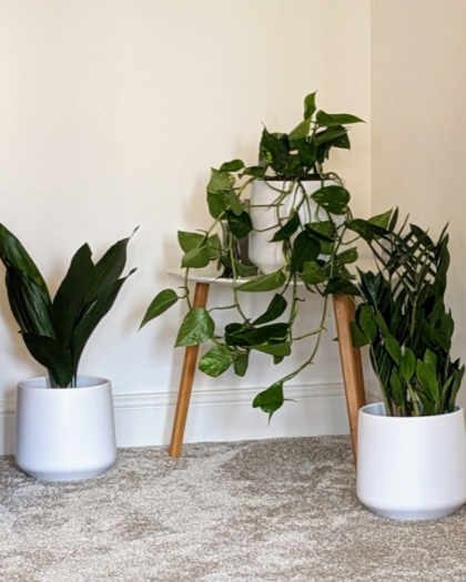 Easy care plant set