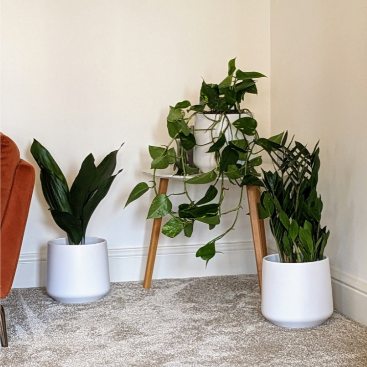 Untitled design-55 Easy care plant set