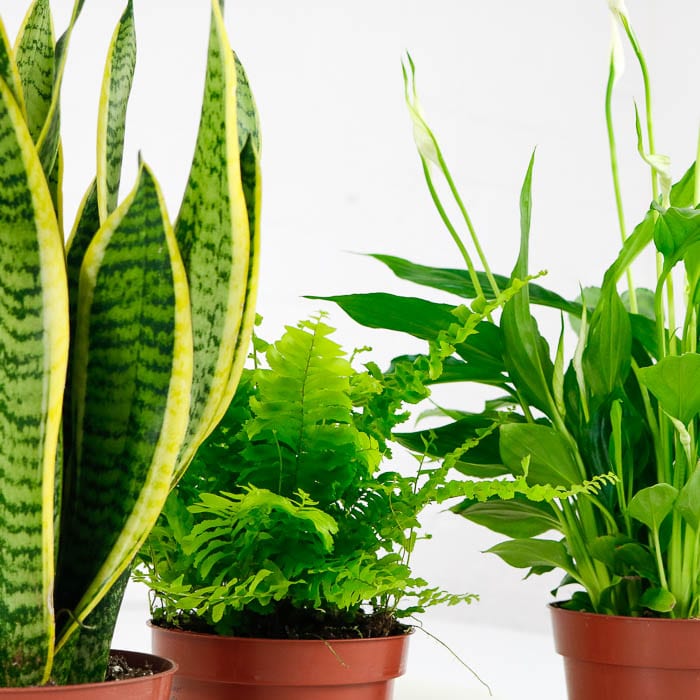 air purifying house plants bundle