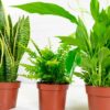 air purifying house plants bundle