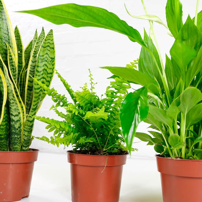 air purifying house plants bundle