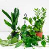 easy care plant bundle-4 easy care plant set house bundle