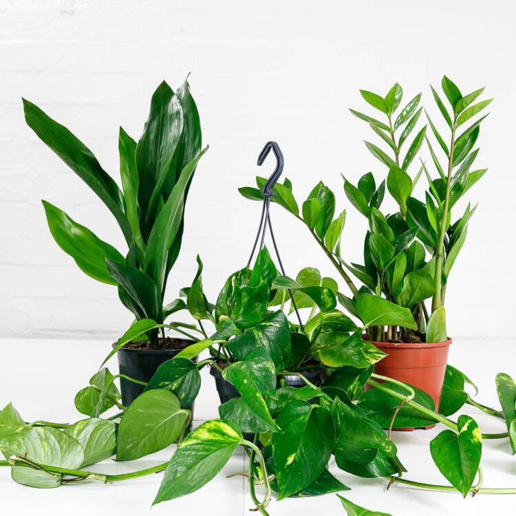 easy care plant set house bundle
