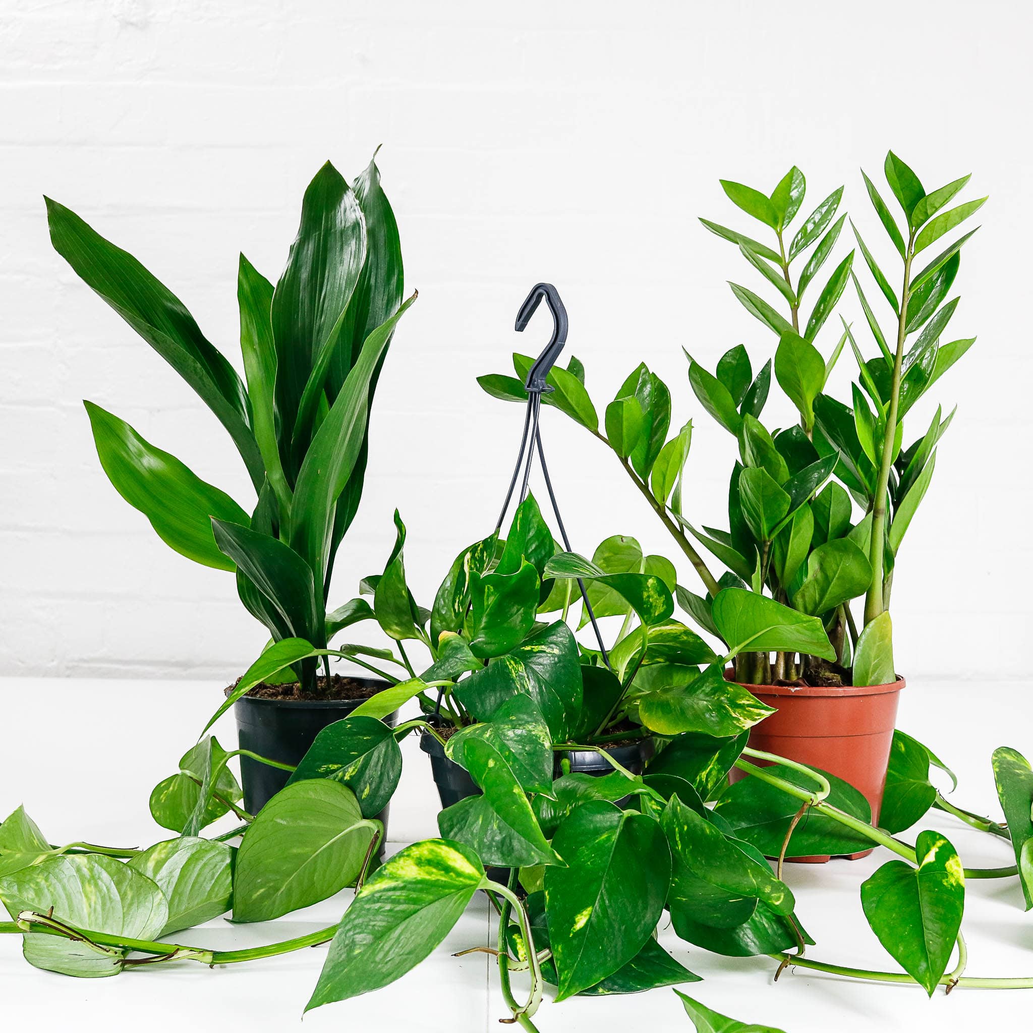 easy care plant bundle-4 easy care plant set house bundle
