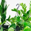 easy care plant bundle easy care plant bundle