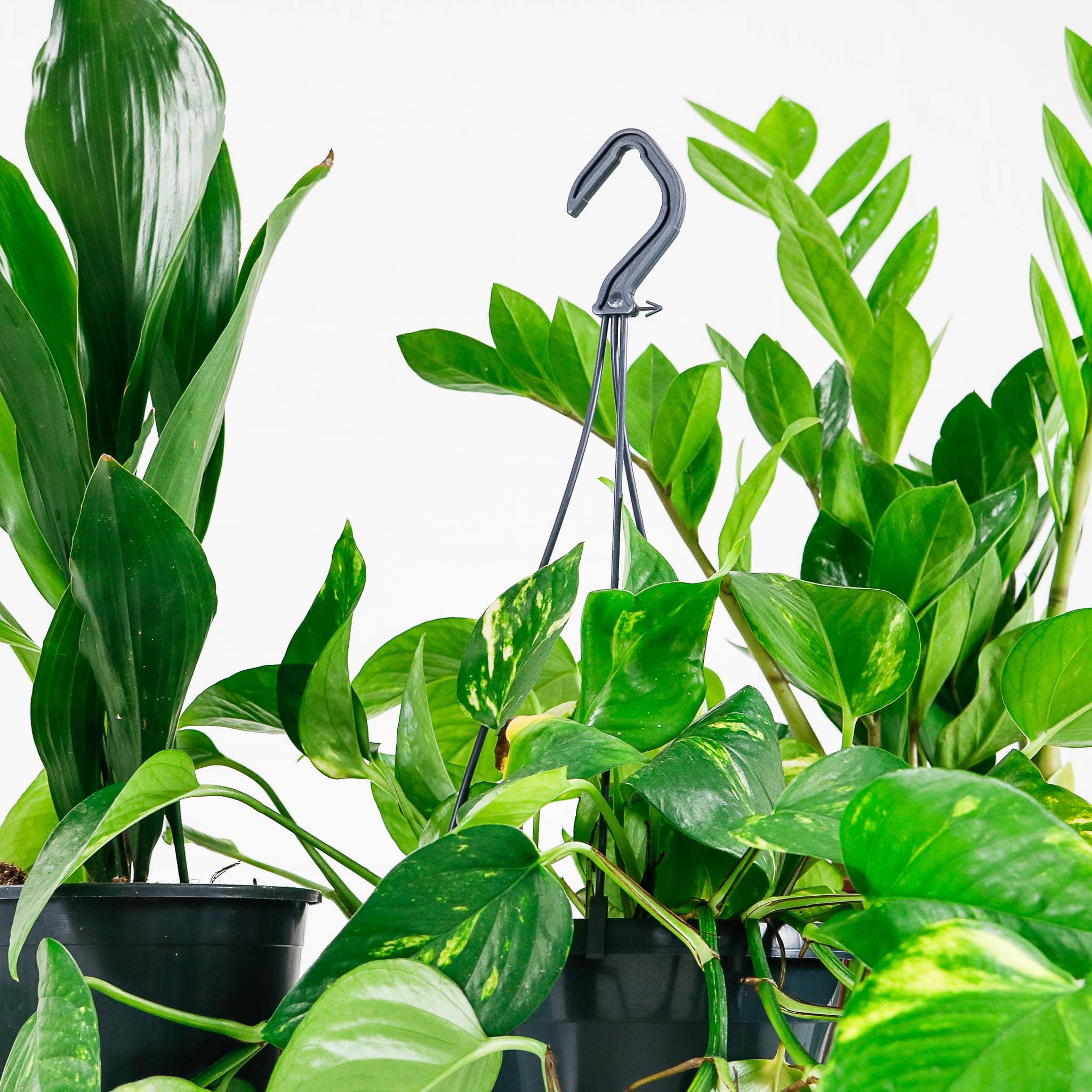 easy care plant bundle easy care plant bundle