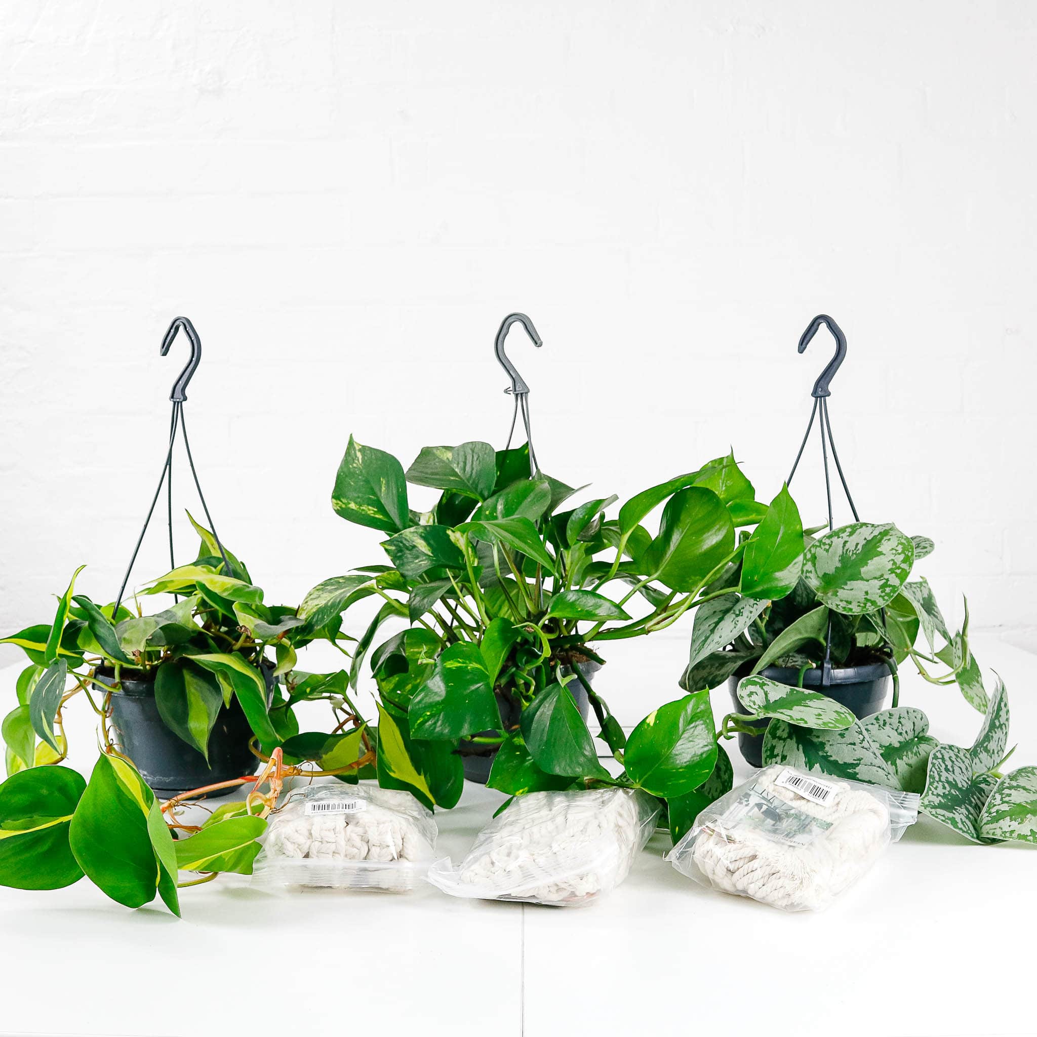 hanging plant bundle set