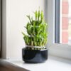 lucky bamboo dracaena sanderiana lucky bamboo dracaena sanderiana