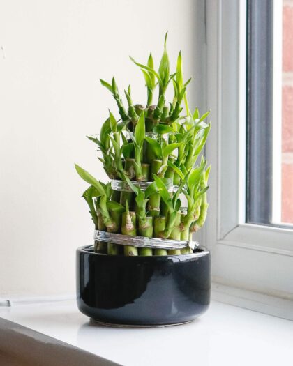 lucky bamboo dracaena sanderiana