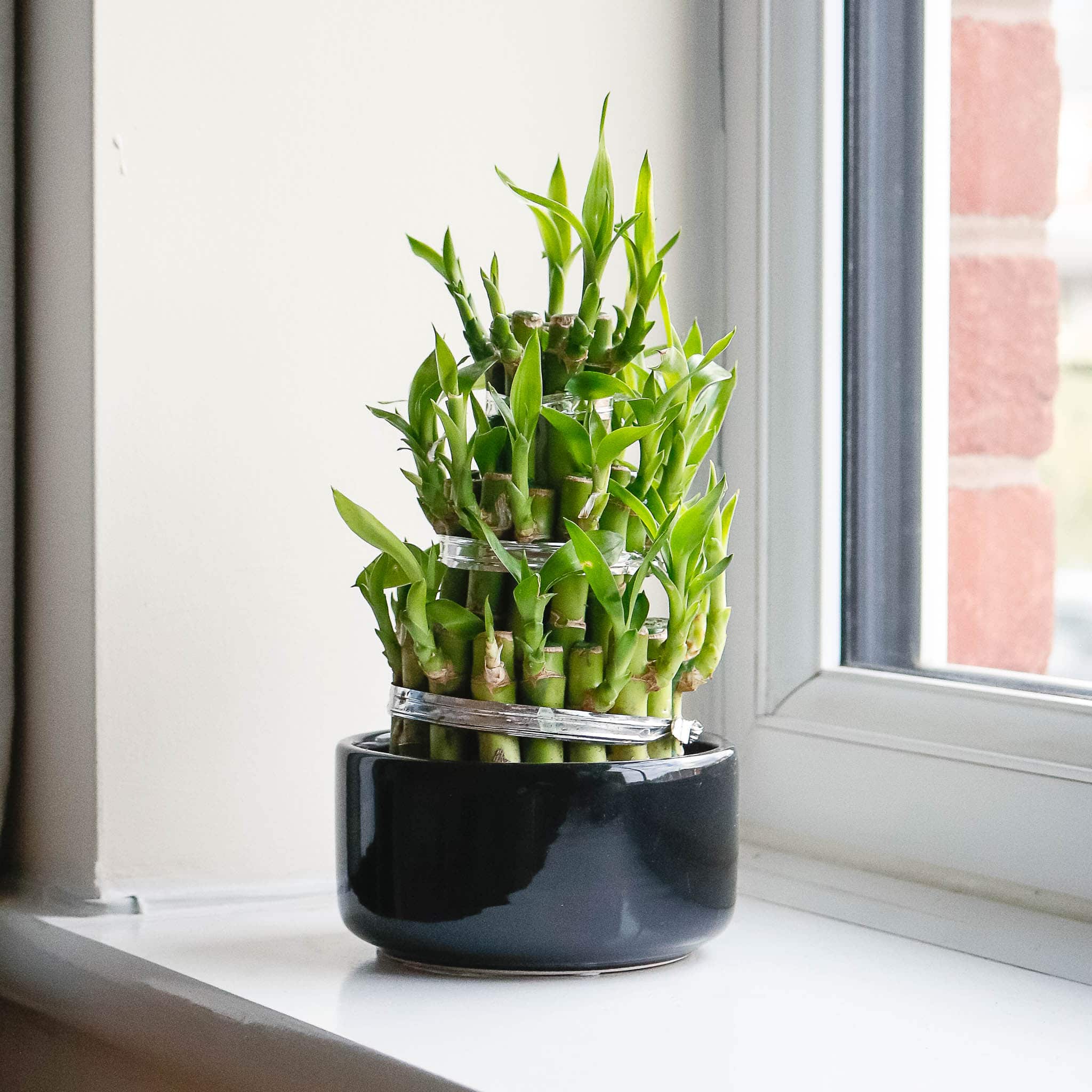 lucky bamboo dracaena sanderiana lucky bamboo dracaena sanderiana
