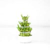 lucky bamboo white pot dracaena sanderiana lucky bamboo white pot dracaena sanderiana