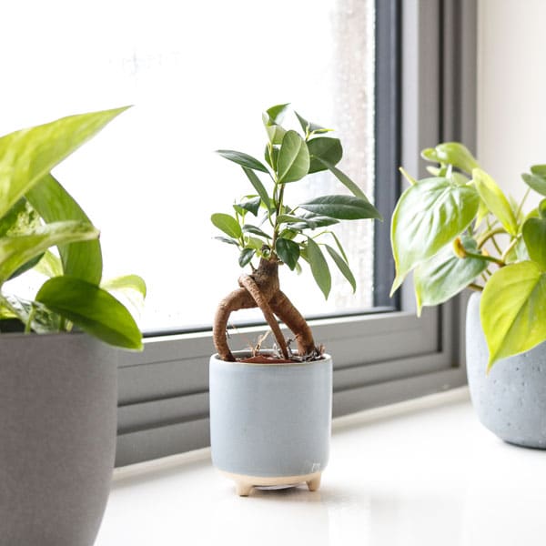 best cheap house plants