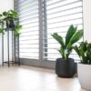 easy care plants easy care plants