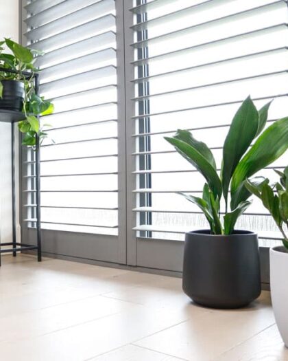 easy care plants