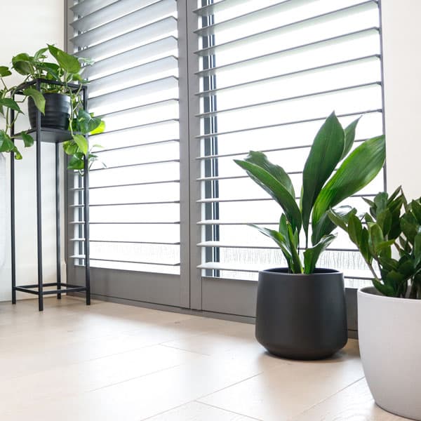 easy care plants easy care plants