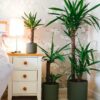 yucca elephantipes house plant indoor uk yucca elephantipes house plant indoor uk
