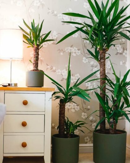 yucca elephantipes house plant indoor uk