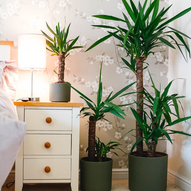 yucca elephantipes house plant indoor uk yucca elephantipes house plant indoor uk