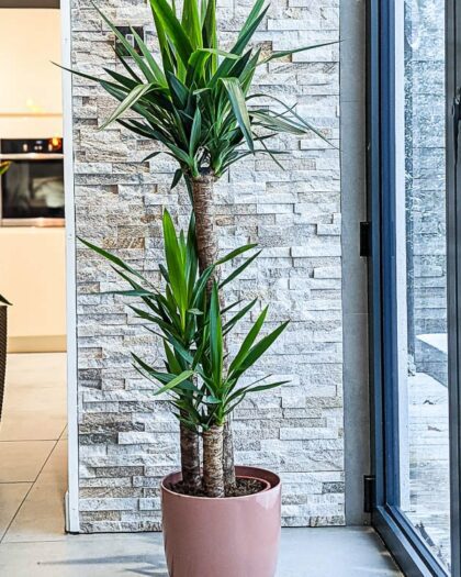 yucca elephantipes large