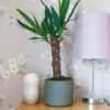 yucca elephantipes house plant indoor uk yucca elephantipes house plant indoor uk