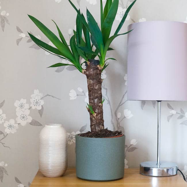 yucca elephantipes house plant indoor uk yucca elephantipes house plant indoor uk