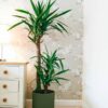 yucca elephantipes house plant indoor uk yucca elephantipes house plant indoor uk