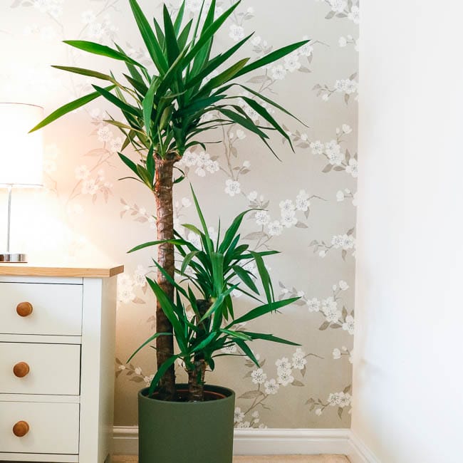 yucca elephantipes house plant indoor uk yucca elephantipes house plant indoor uk