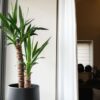 yucca plant indoor yucca pot