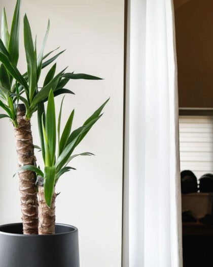 yucca pot