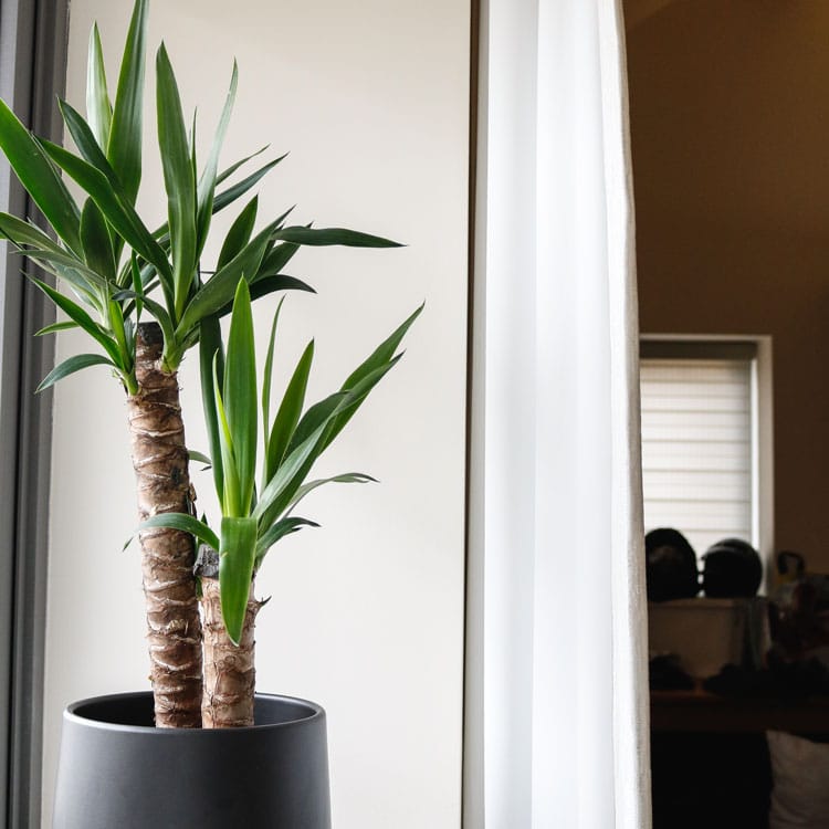 yucca plant indoor yucca pot