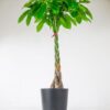 money tree pachira aquatica large buy online large indoor plant money tree pachira aquatica large