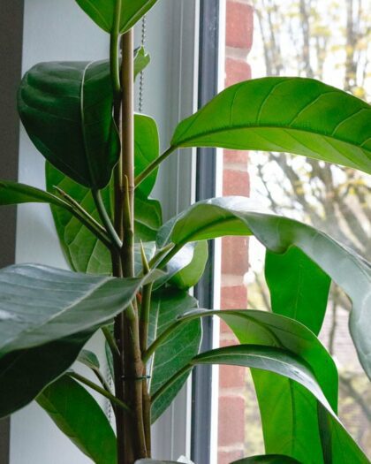 banyan fig ficus benghalensis indian house plant
