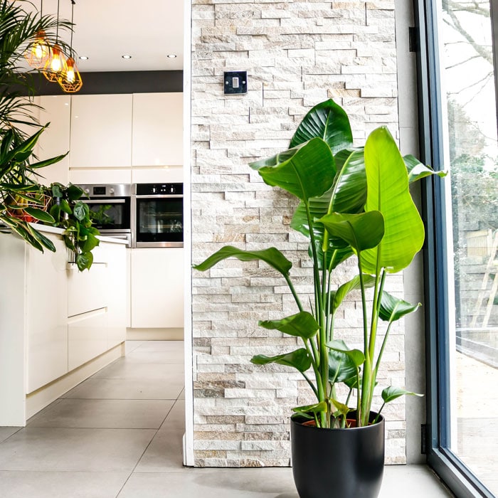 house plants