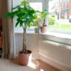 money tree pachira aquatica large house plant indoor uk money tree pachira aquatica large house plant indoor uk