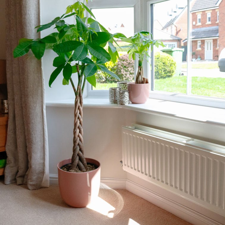 money tree pachira aquatica large house plant indoor uk money tree pachira aquatica large house plant indoor uk