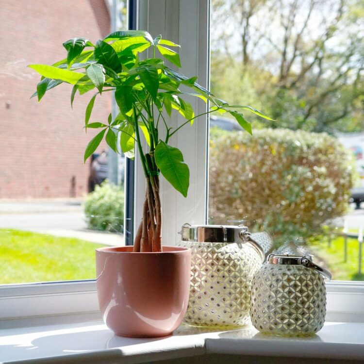 money tree pachira aquatica small