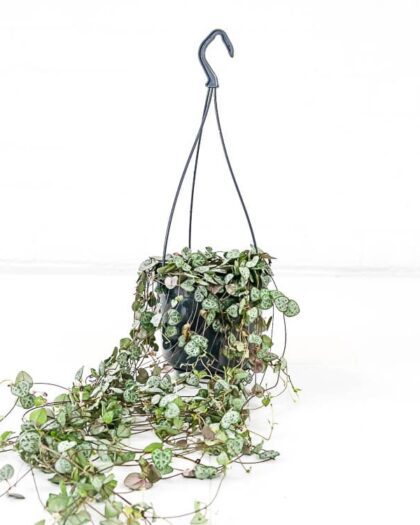 string of hearts
