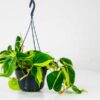 Heartleaf-Philodendron-brazil-3 heartleaf philodendron brasil