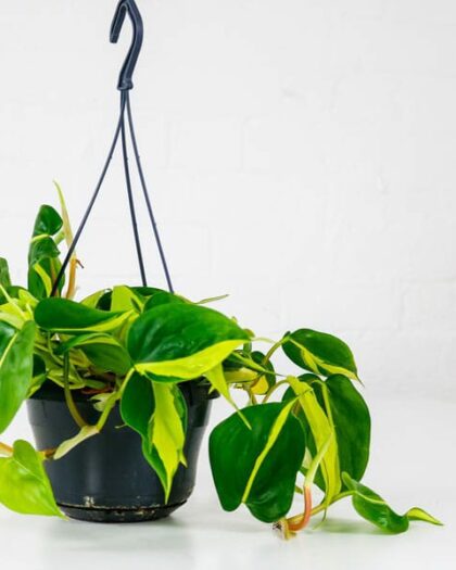 heartleaf philodendron brasil