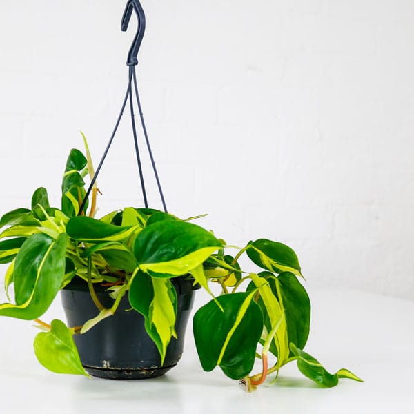 Heartleaf-Philodendron-brazil-3 heartleaf philodendron brasil