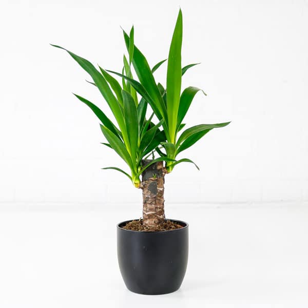 Yucca Elephantipes