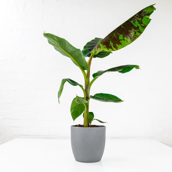 banana plant musa dwarf cavendish