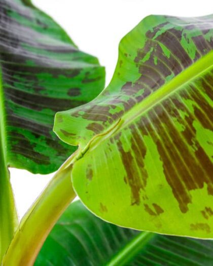 dwarf cavendish banana