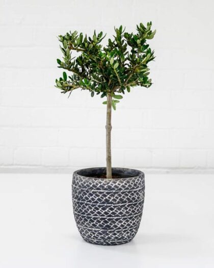 olive tree