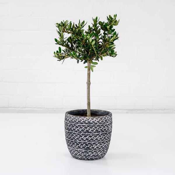 olive tree olive tree