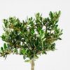 olive tree