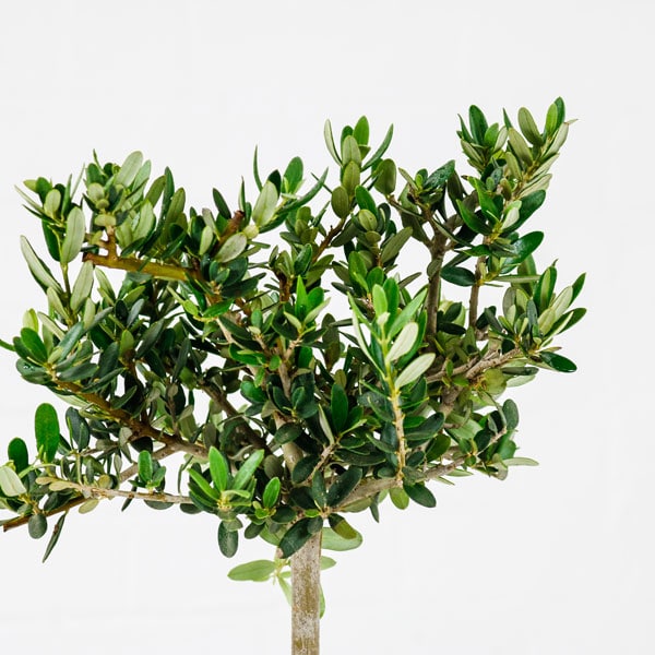 olive tree