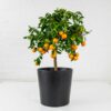 calamondin orange tree